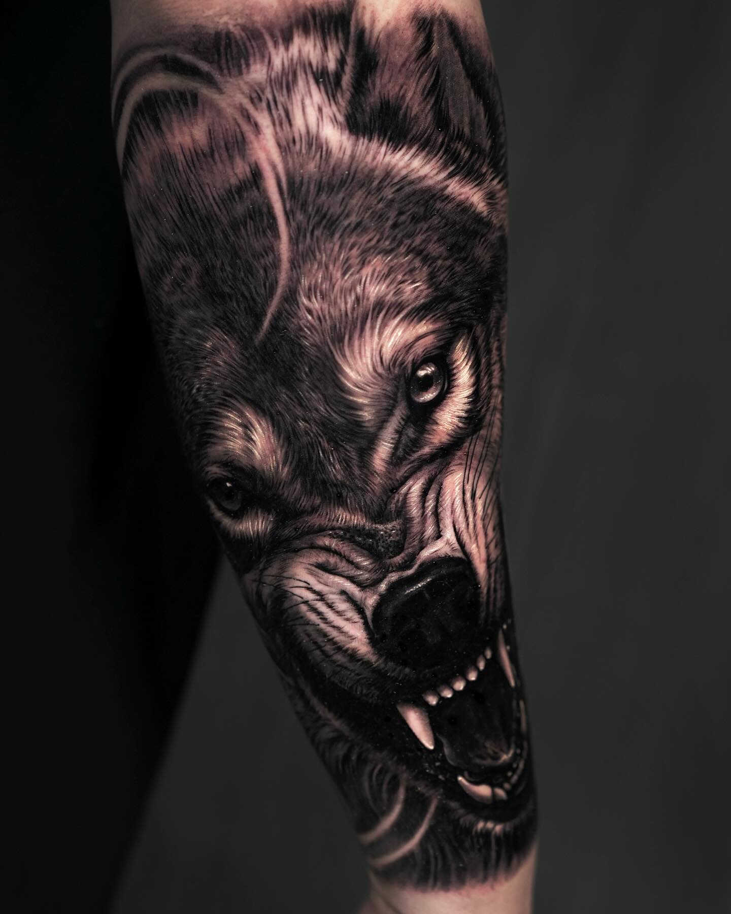 Sketch work wolf tattoo on the right thigh.